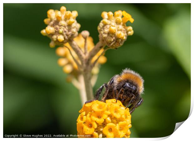Bee macro Print by Steve Hughes