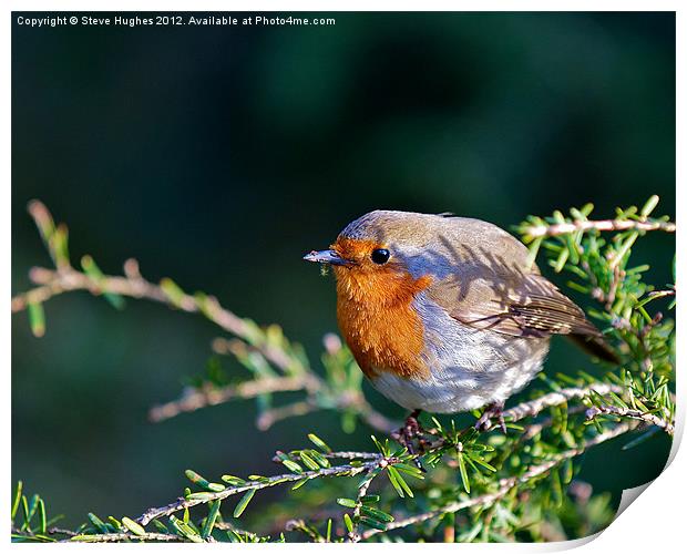 Spring Robin Erithacus rubecula Print by Steve Hughes