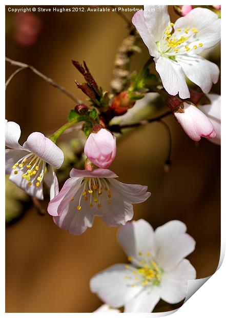 Cherry Blossom Print by Steve Hughes