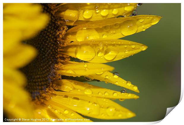 Sunflower after the rain Print by Steve Hughes