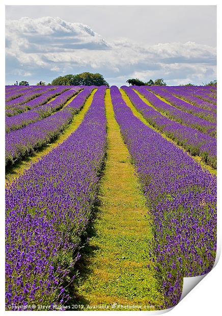 Mayfield Lavender Fields Surrey Print by Steve Hughes