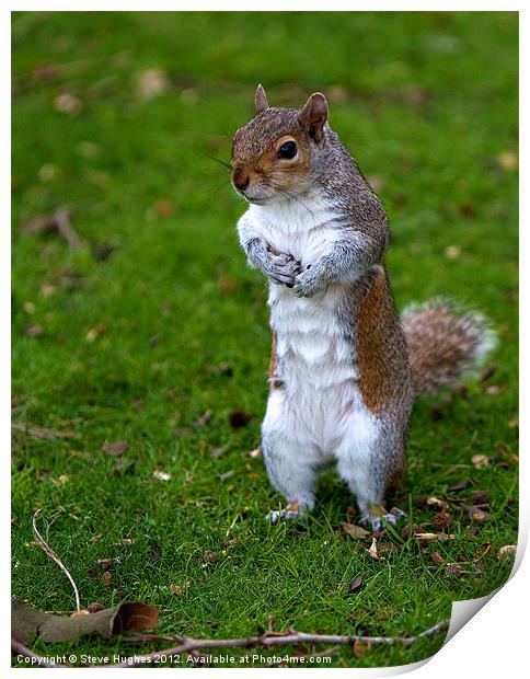 Grey Squirrel begging for food Print by Steve Hughes