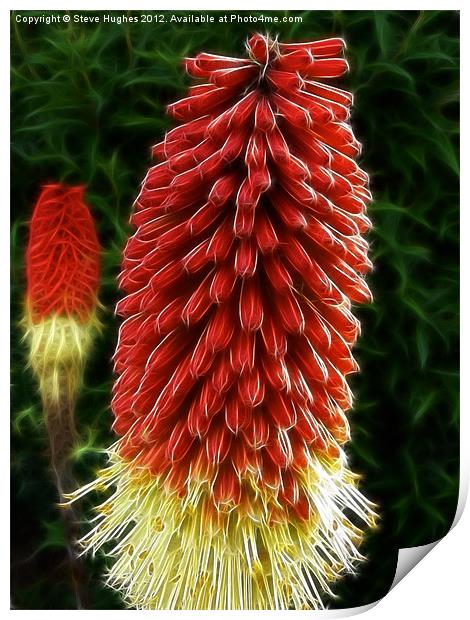 Red Hot Pokers Print by Steve Hughes