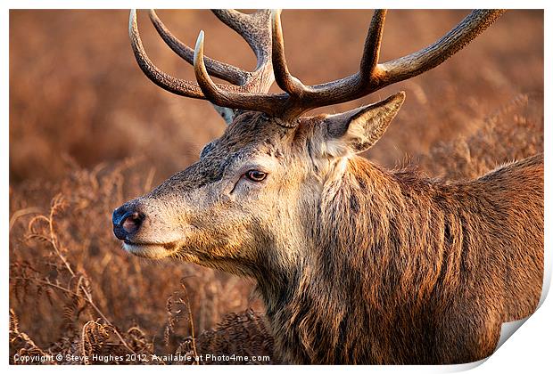 Bushy Royal Park Deer Stag Print by Steve Hughes