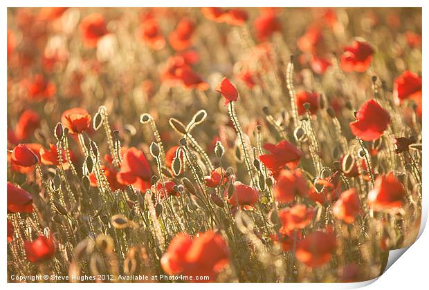 Poppy field in Golden Hour Print by Steve Hughes