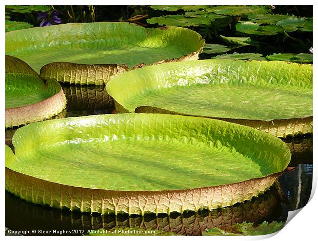 Giant Lilly Pads Print by Steve Hughes