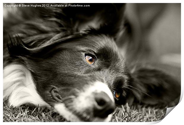 Loveable Rescued Border Collie dog Print by Steve Hughes