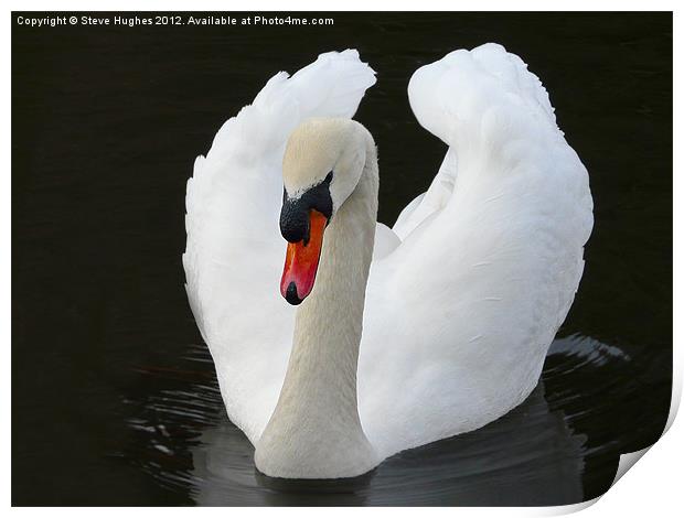 Imposing Mute Swan Print by Steve Hughes