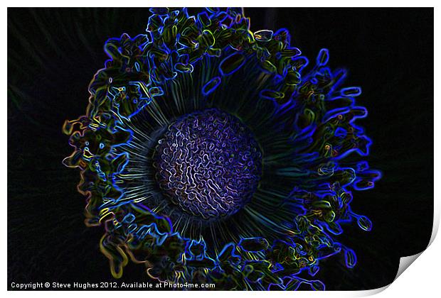 Glowing edges of an Anemone Print by Steve Hughes