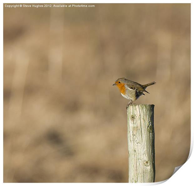 British wildlife perched European Robin Print by Steve Hughes