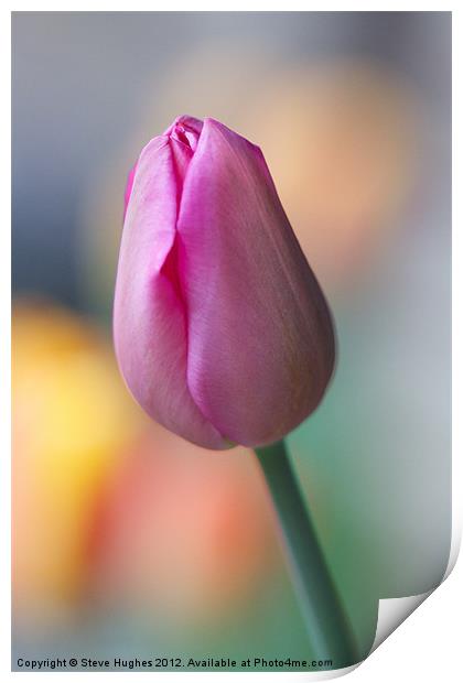 Pink Tulip about to burst Print by Steve Hughes