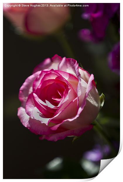 Single Pink Rose flower Print by Steve Hughes