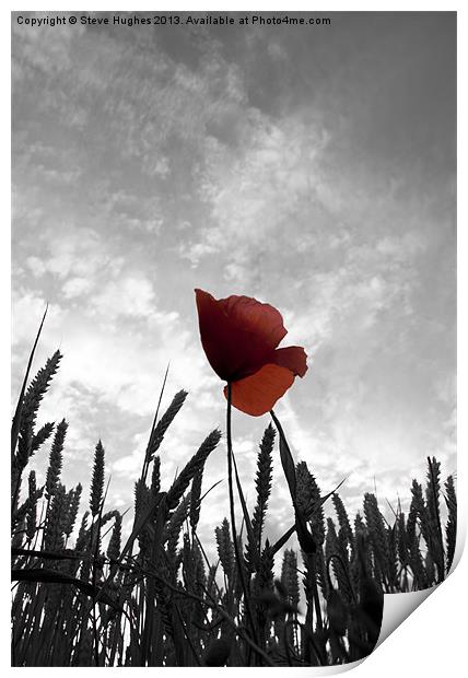 Red Poppy Amongst the Wheat Print by Steve Hughes