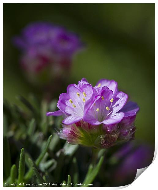 Tiny Purple Alpine flower Print by Steve Hughes