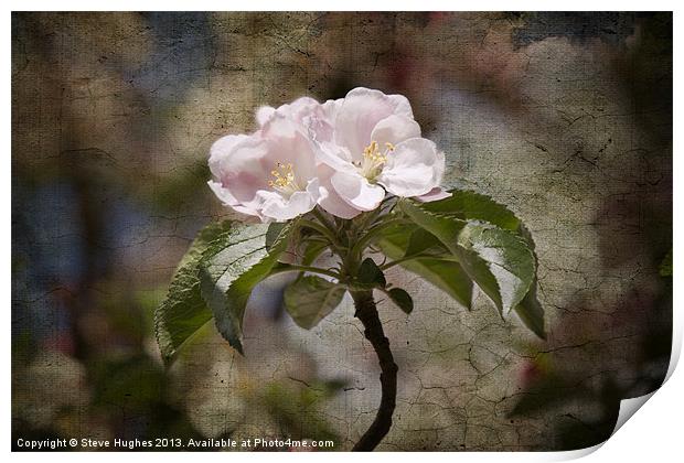 Pink Apple Blossom Print by Steve Hughes