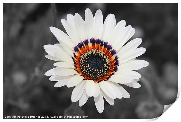 Daisy like flower isolated Print by Steve Hughes