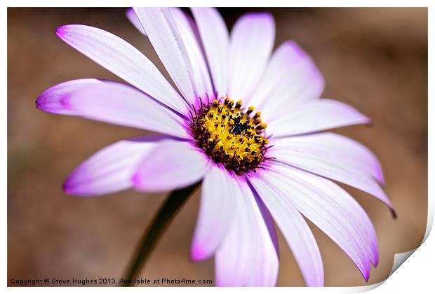 Pink and yellow Osteospermum Print by Steve Hughes
