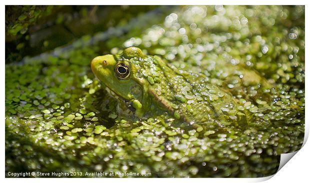 Camouflaged Frog Print by Steve Hughes