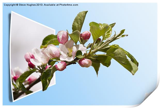 Apple Blossom out of bounds Print by Steve Hughes