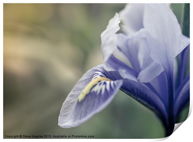 Dreamy spring time flower Print by Steve Hughes