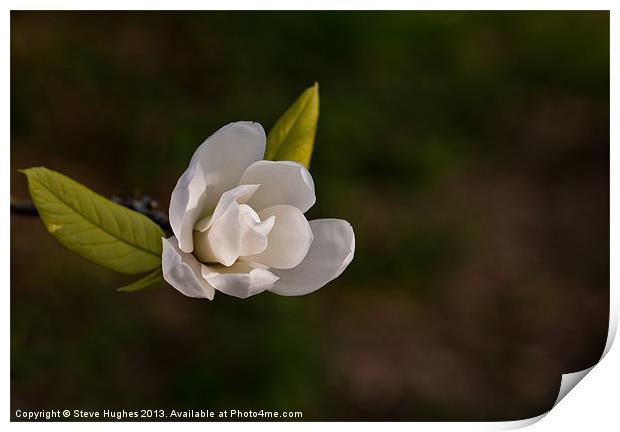 First Spring blooms Print by Steve Hughes