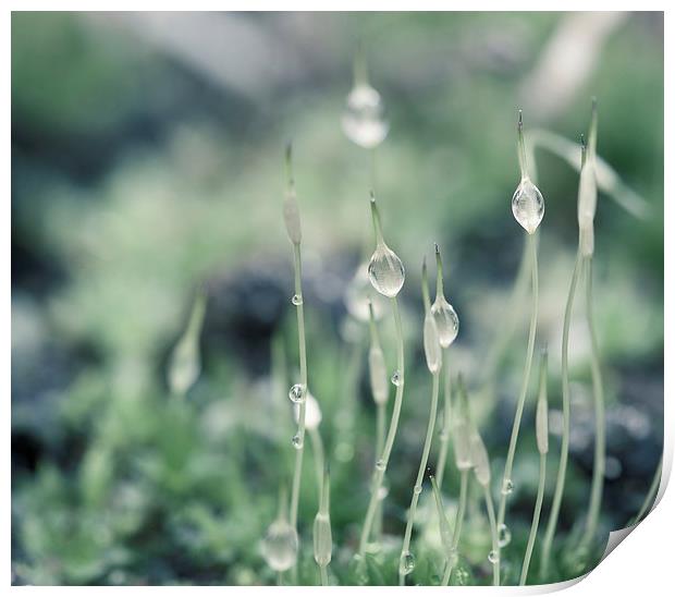 Water droplets on Moss Print by Steve Hughes
