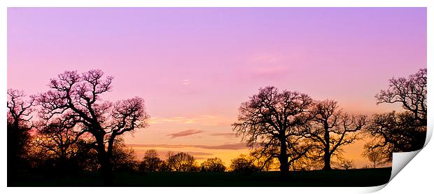 Sunset in Windsor Great Park Print by Steve Hughes