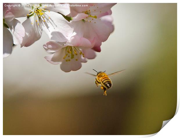 Honey Bee in flight Print by Steve Hughes