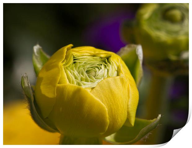 Tight yellow Ranunculus flower Print by Steve Hughes