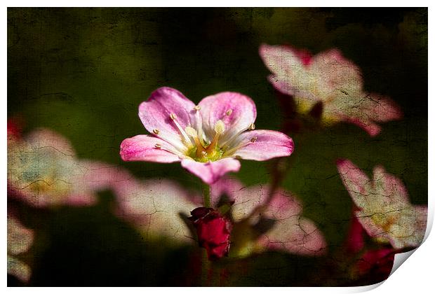 Tiny pink Saxifraga decipiens with texture Print by Steve Hughes