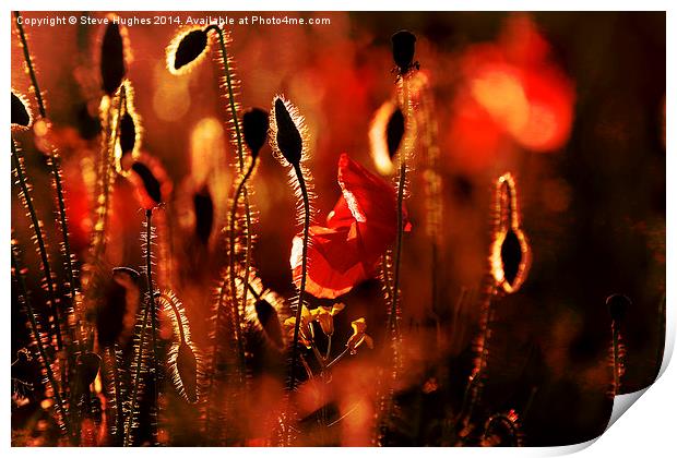 Warm textured Poppies Print by Steve Hughes