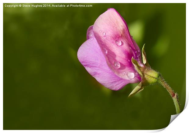 Pink Sweet Pea Print by Steve Hughes