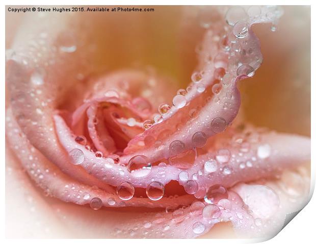  Water drops on a Rose flower Print by Steve Hughes