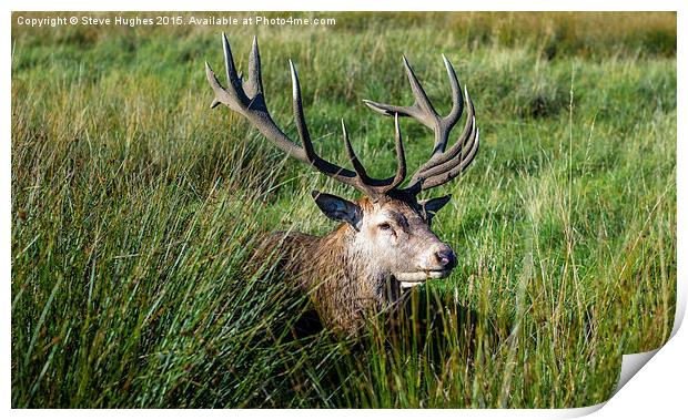 Bushy Park Stag Print by Steve Hughes