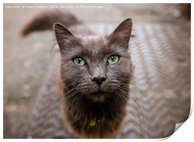 Inquisitive Cat Print by Steve Hughes