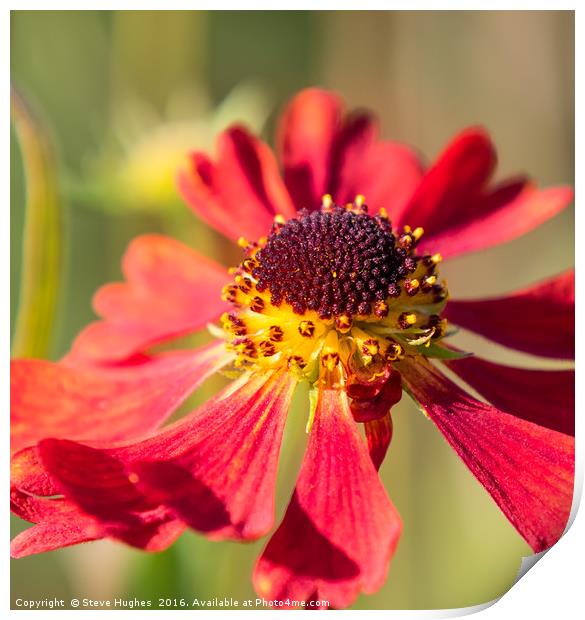 End of the season Red Cone Flower, Echinacea Print by Steve Hughes