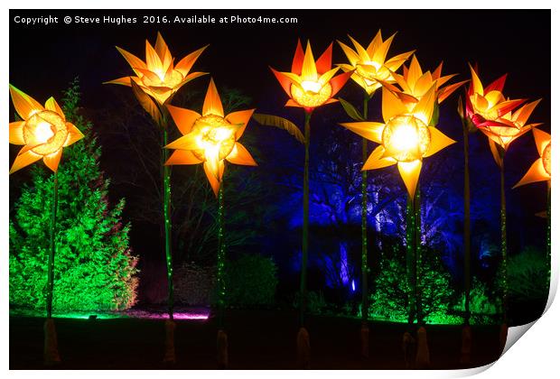 Giant Daffodils part of Christmas Glow at RHS Wisl Print by Steve Hughes
