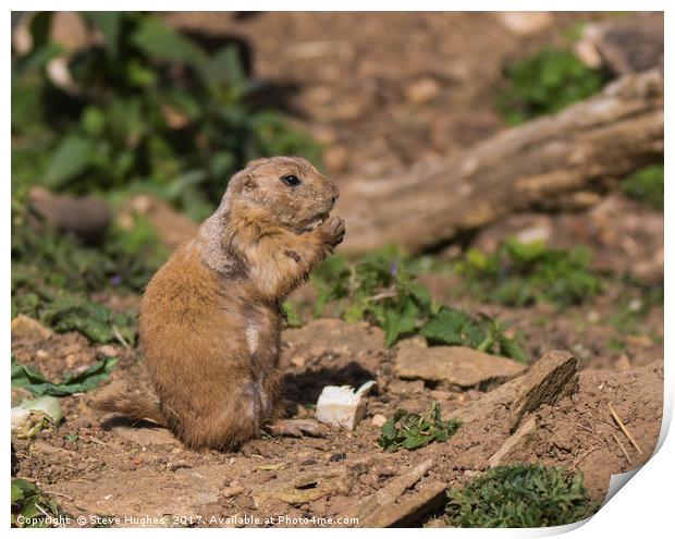 Prairie Dog eating a nut Print by Steve Hughes
