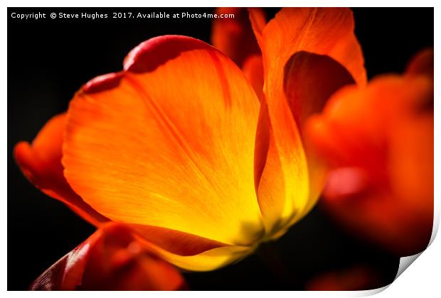 Warming colours of spring Print by Steve Hughes