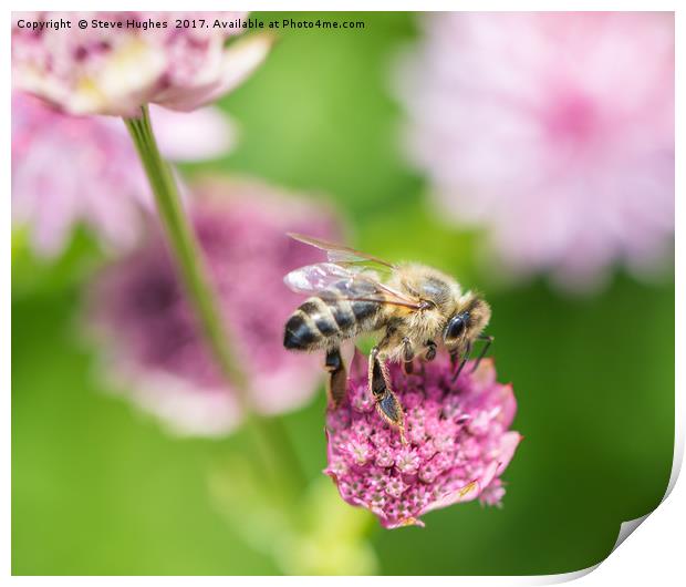 Foraging Honey Bee Print by Steve Hughes
