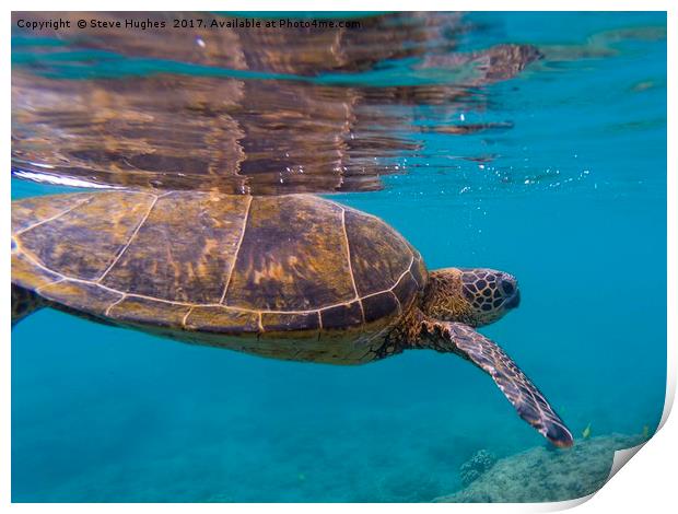Green sea Turtle, about to divePacific Ocean, Gree Print by Steve Hughes