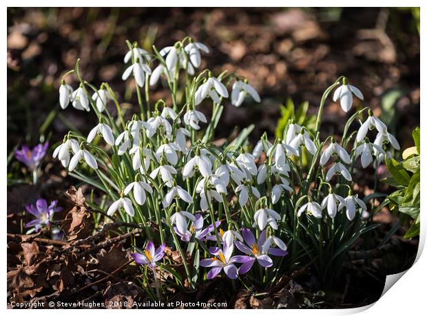 First signs of Spring Print by Steve Hughes