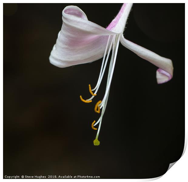 Honeysuckle macro Print by Steve Hughes