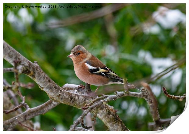 Winter Chaffinch Print by Steve Hughes