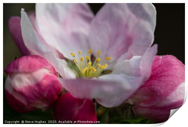 Single Apple Blossom flower Print by Steve Hughes