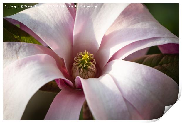 Magnificent Magnolia flower Print by Steve Hughes