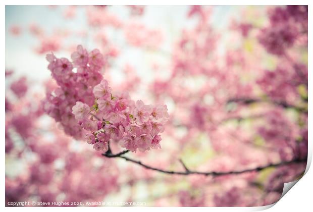Pink cherry blossom Print by Steve Hughes