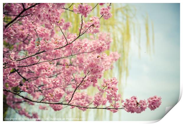 Pink cherry blossom, with willow bokeh Print by Steve Hughes