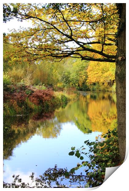 Basingstoke Canal in Autumnal colours Print by Steve Hughes