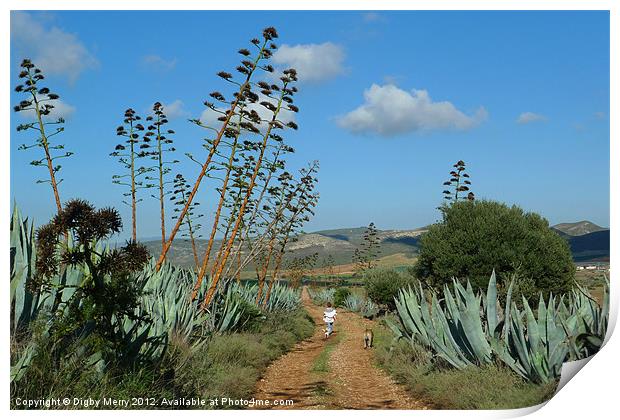 A walk through the agave Print by Digby Merry